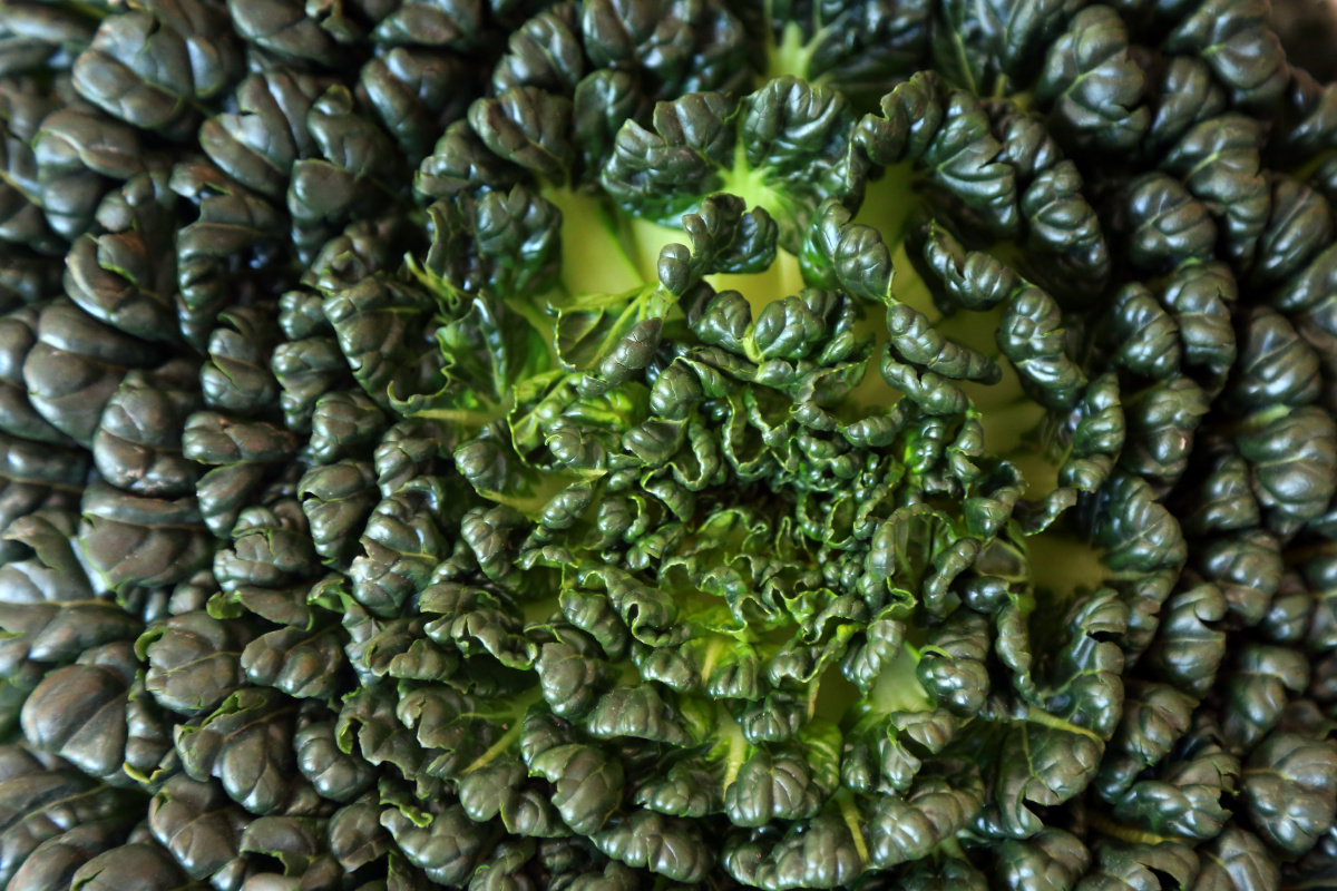 塔菜又称菊花菜绿绿一大朵就像墨绿色的菊花