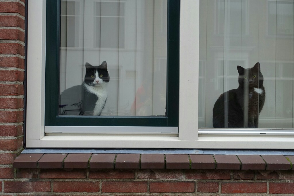 白猫黑猫，站在窗户边的就是好猫。