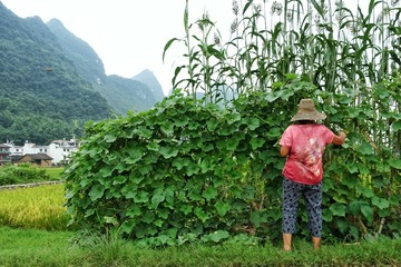 摘豆角
