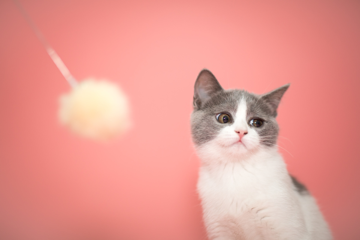 小猫怕人来了就钻缝隙里躲着揪出来拍两张就跑了第一次拍猫轻拍轻拍