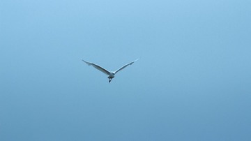 _MG_0657-01