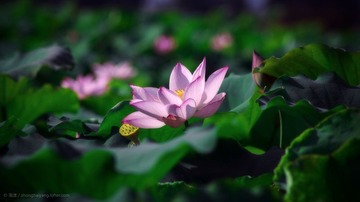 荷花