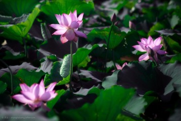 荷花e