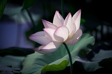 荷