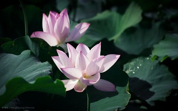 姐妹花