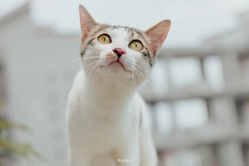 喵喵喵