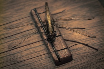 4FAA42EA-F41F-4771-A02E-60EF2160580F/L0/001