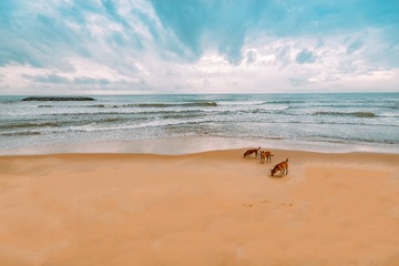 海岛狗