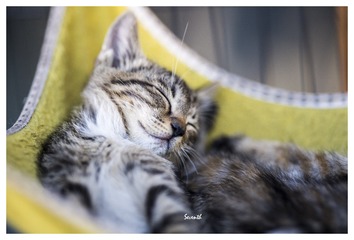 CR猫-2