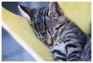 CR猫-3