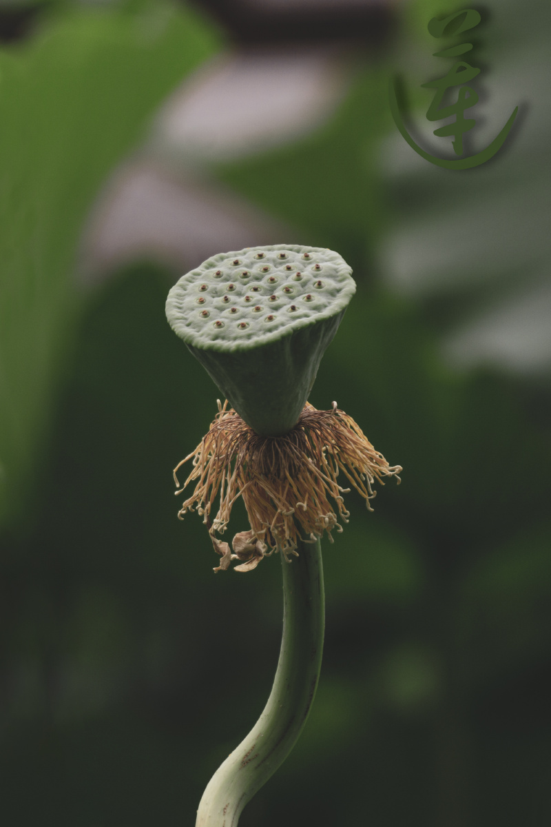 藕- anchen摄影 - 图虫