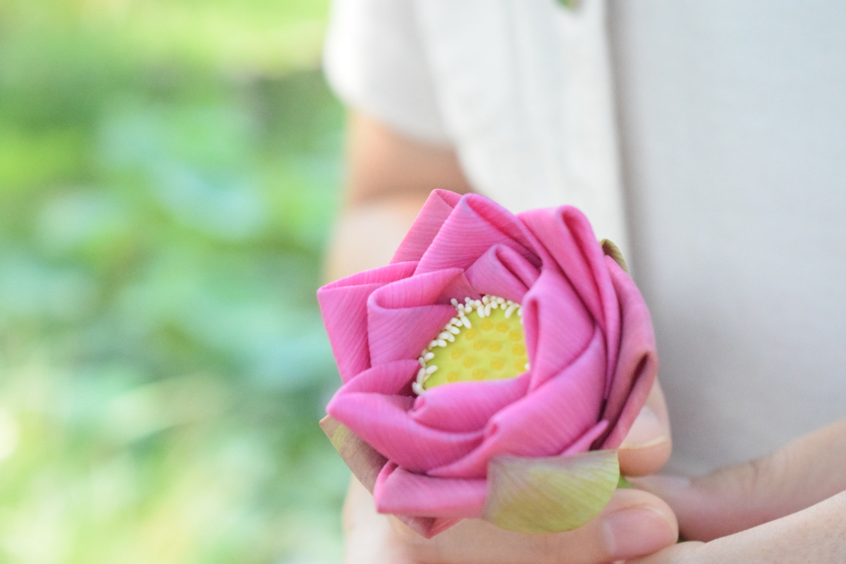 小荷才露尖尖角 已被折成手中花