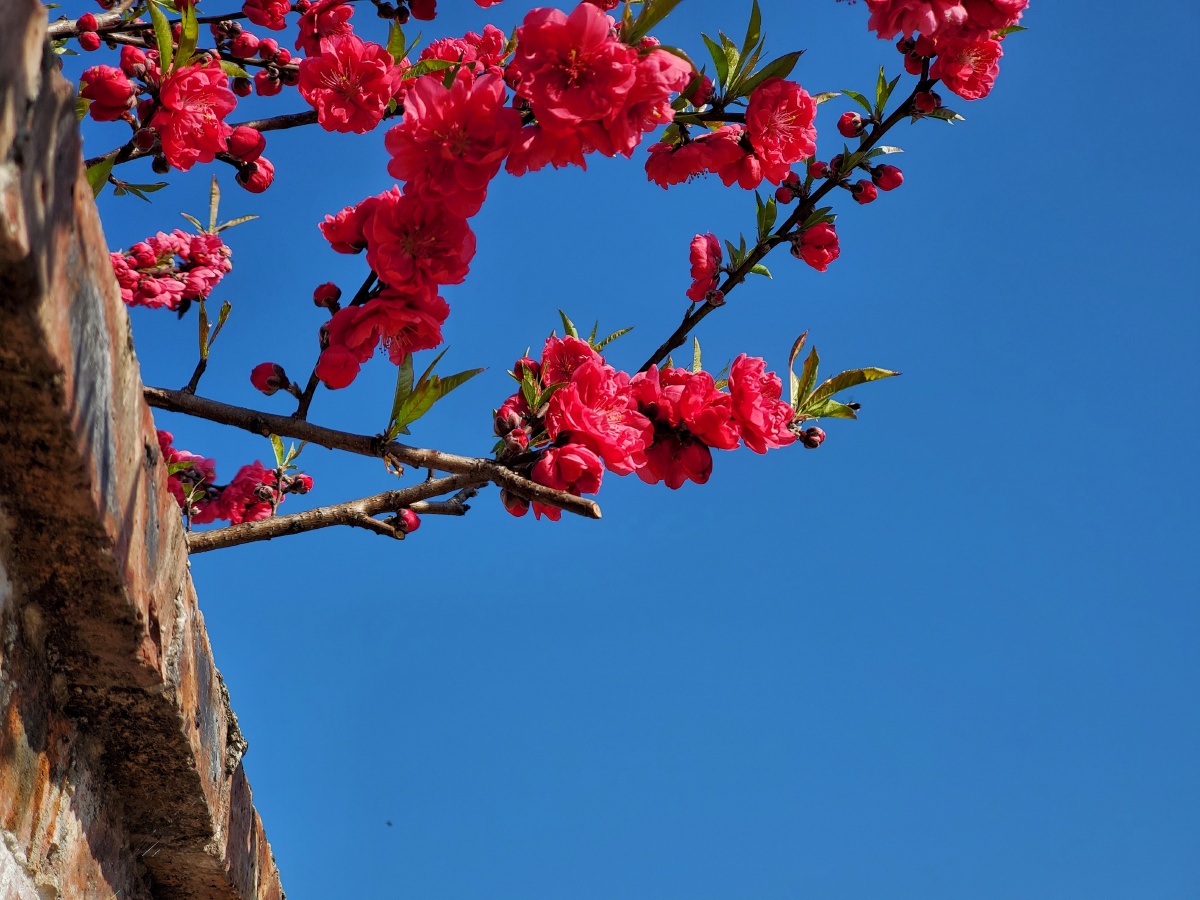 春天的颜色家里的桃花压满了枝头李花开的也非常灿烂田里少不了春天的