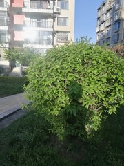 1794528