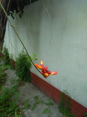 IMG_20150617_072440