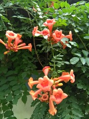 IMG_20150617_072710