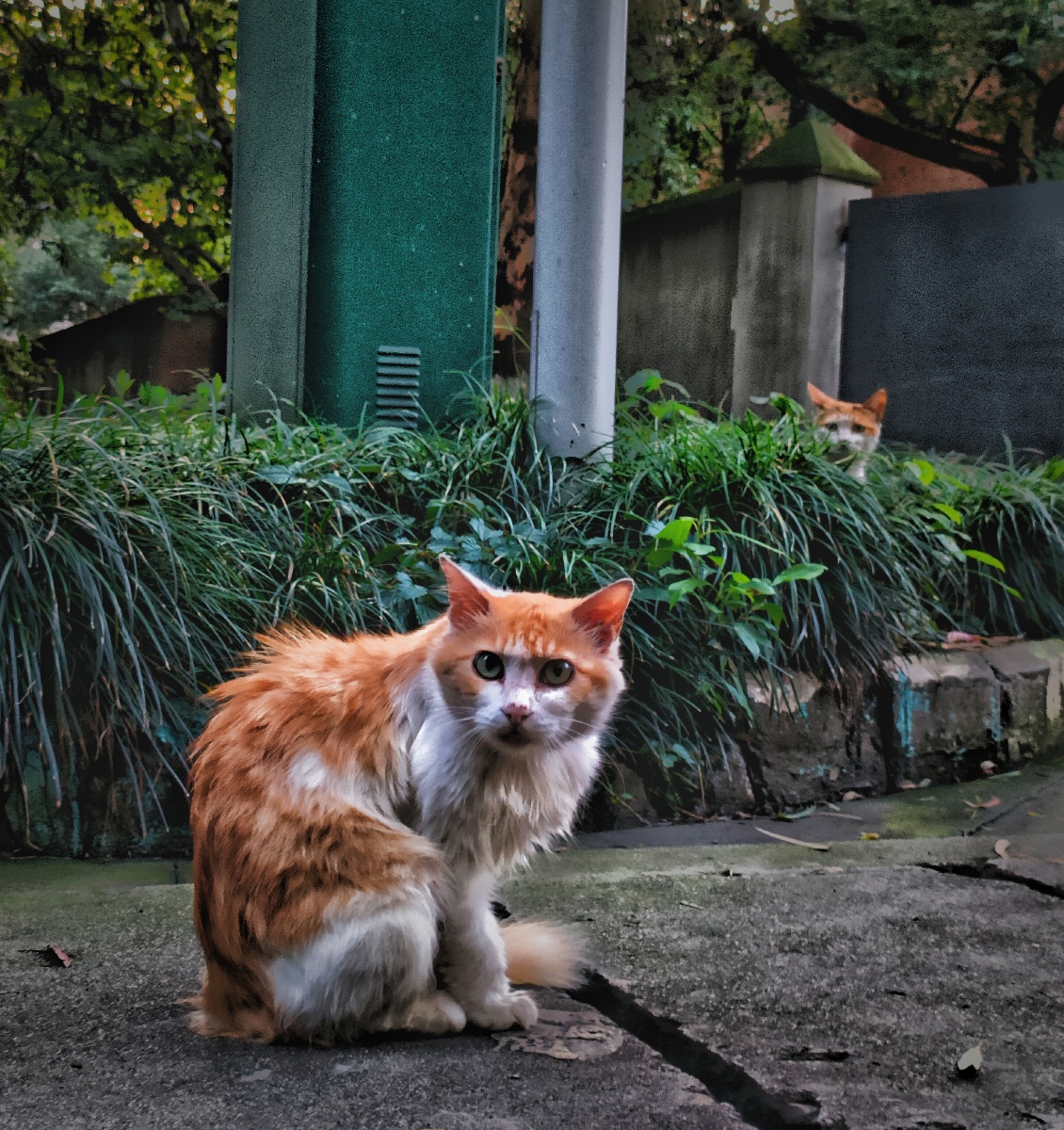 校园里的流浪猫