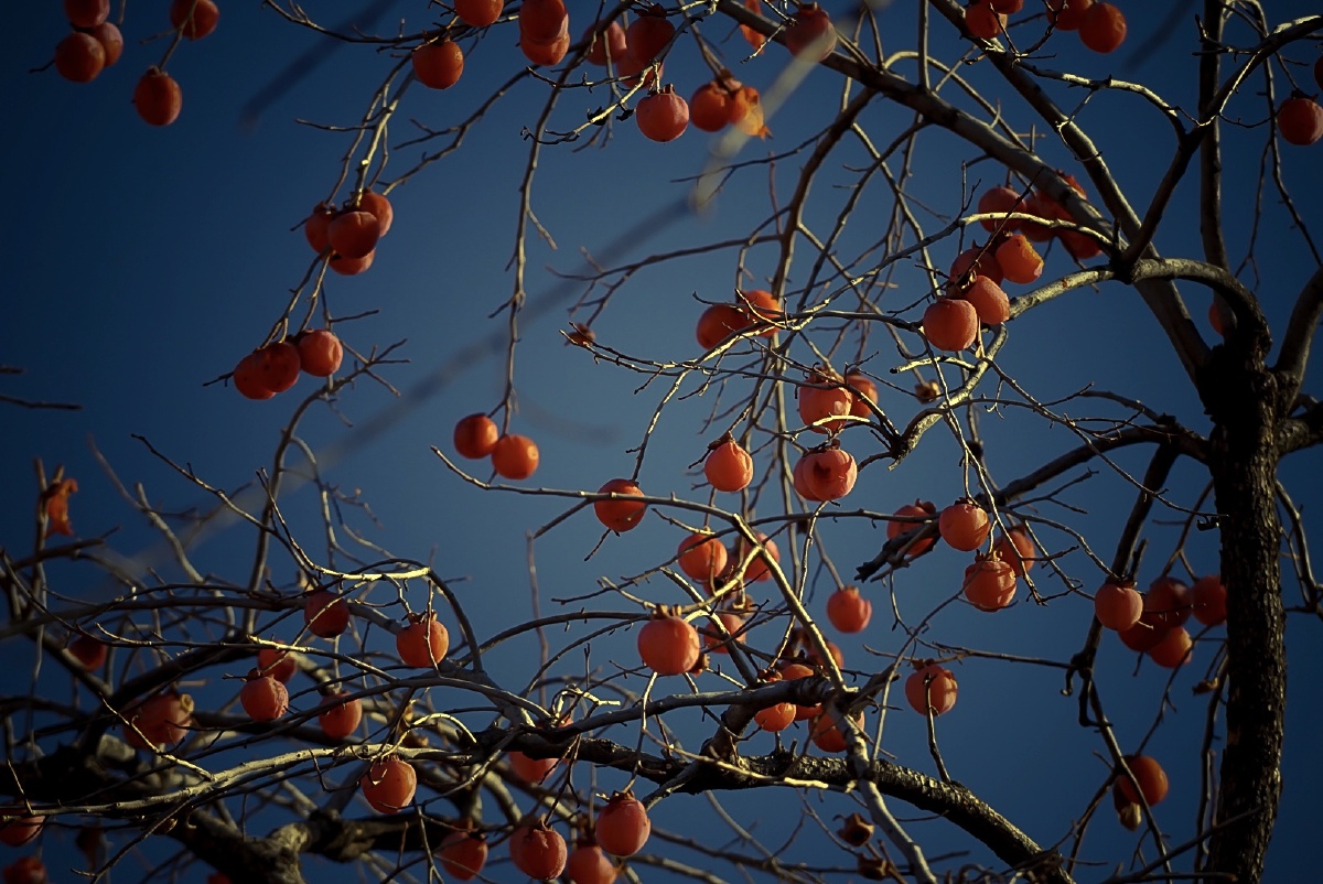 故宫里的柿子树