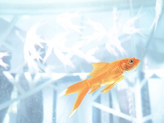 2010 重庆 鱼
