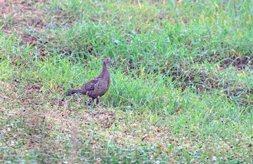 雉鸡（（Common Pheasant）雌鸟1