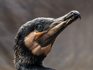P1570622