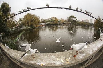 kmch_15