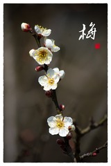 DSC_0008-编辑
