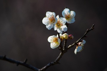 DSC_0072-编辑