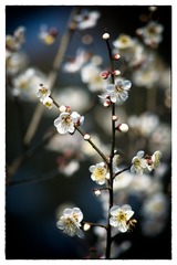 DSC_0074-编辑