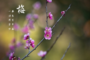 DSC_0089-编辑