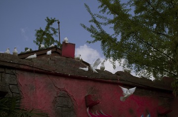 IMGP2814p