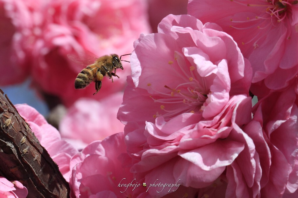 the bee 蜜蜂<br />
<br />
<br />
