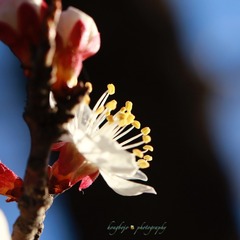 花蕊绽放