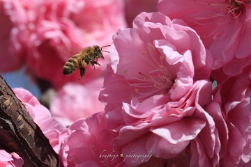 sweet， just for……。甜蜜，追采中