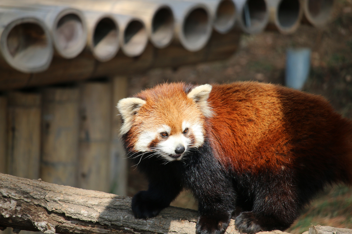 forest zoo - merci_h - 图虫