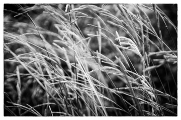 black-and-white art5