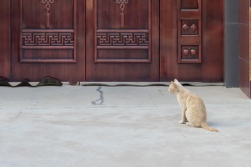 约会