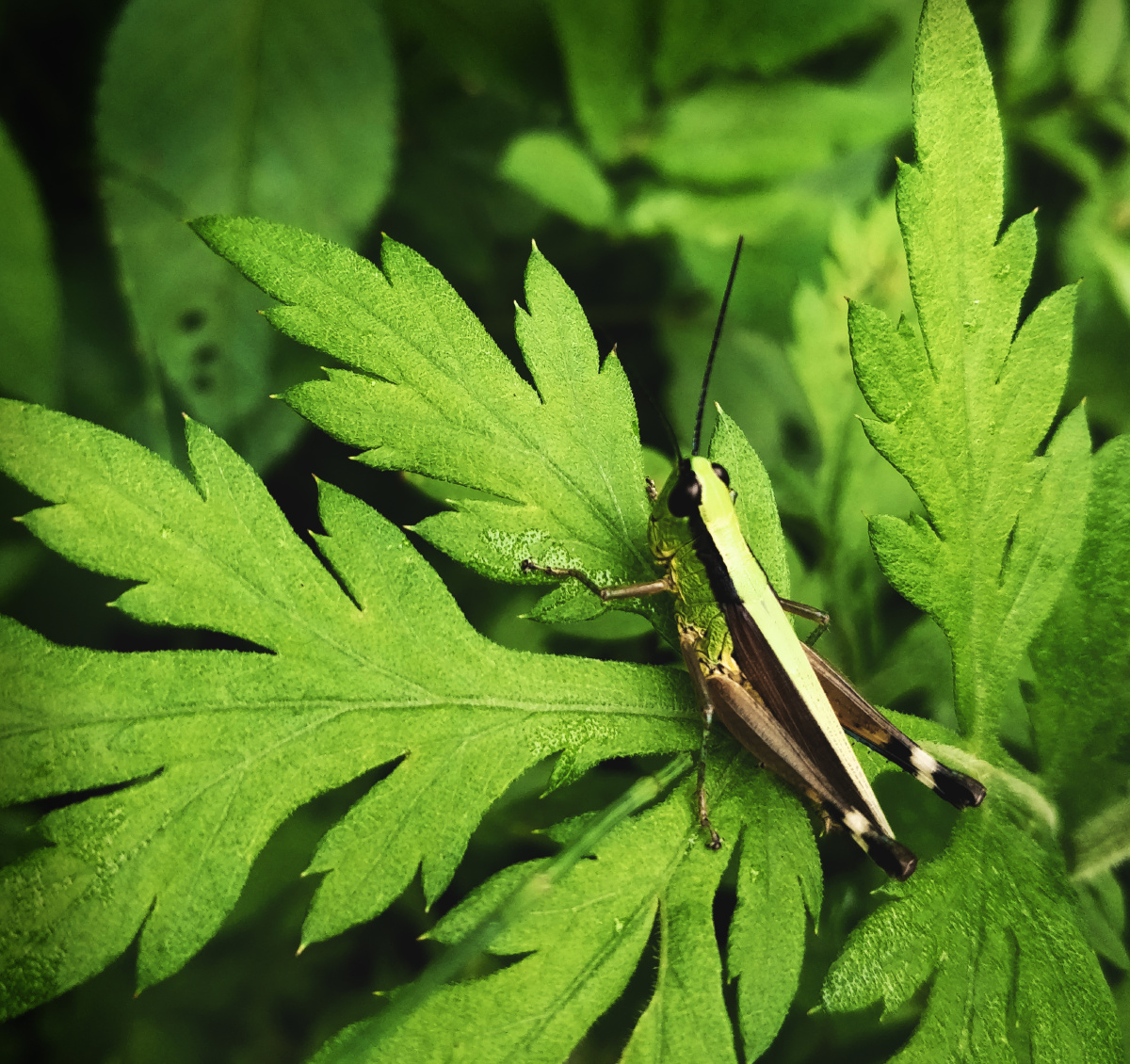 红烧避水金睛兽 - 图虫