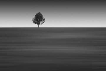 The tree on the sea