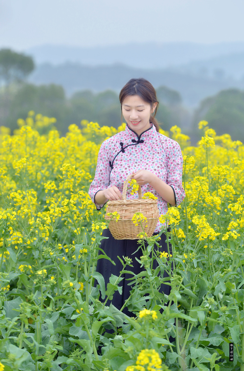 黄花少女随风摇曳