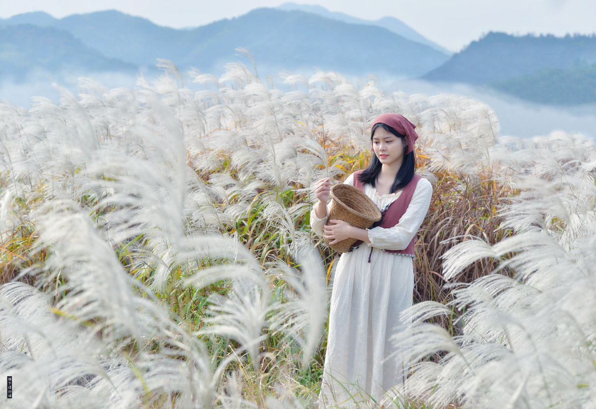 山下芦苇丛远望思无穷