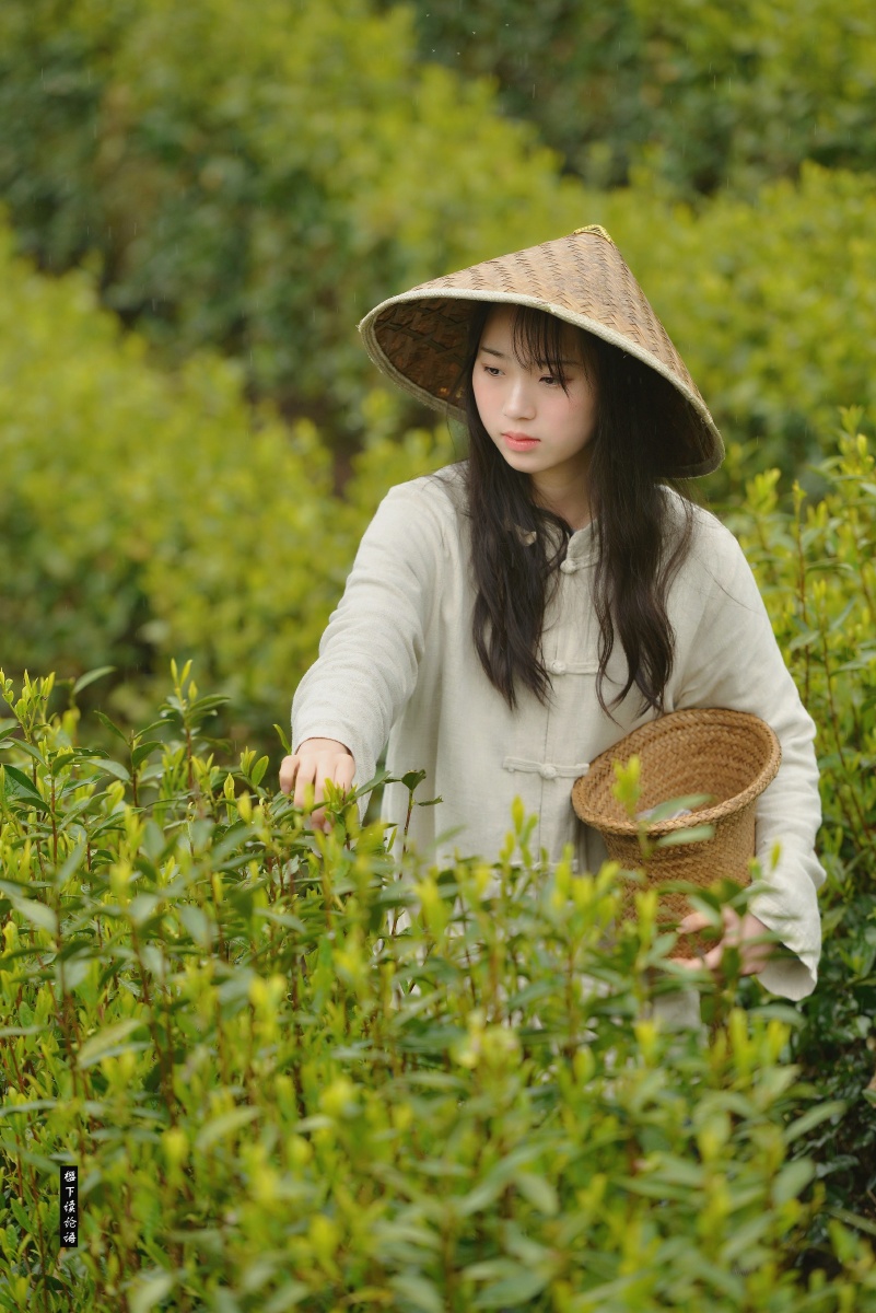 采茶姑娘