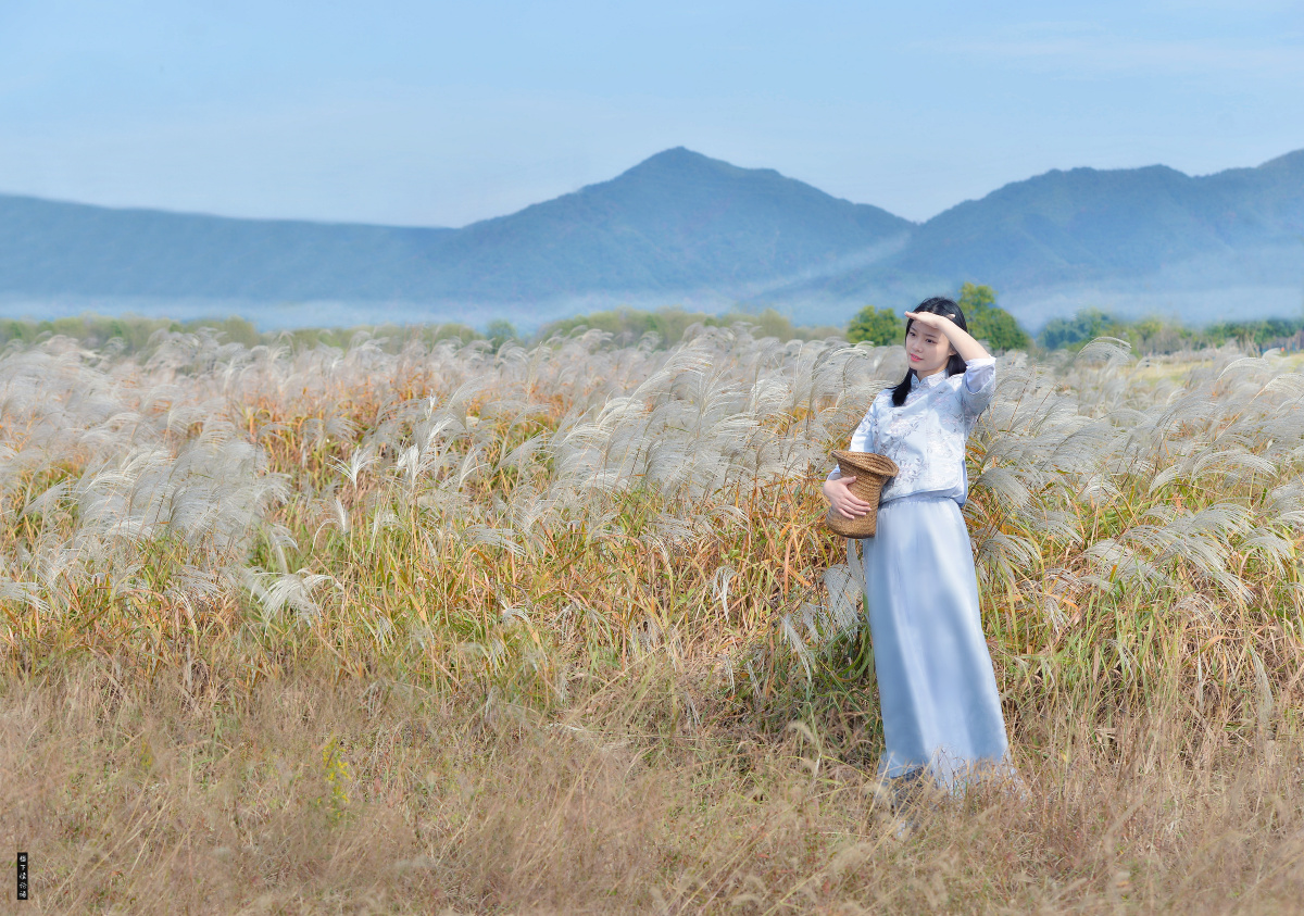 山下芦苇丛远望思无穷