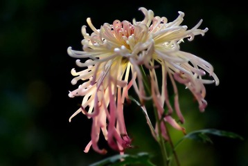 IMGP2799_