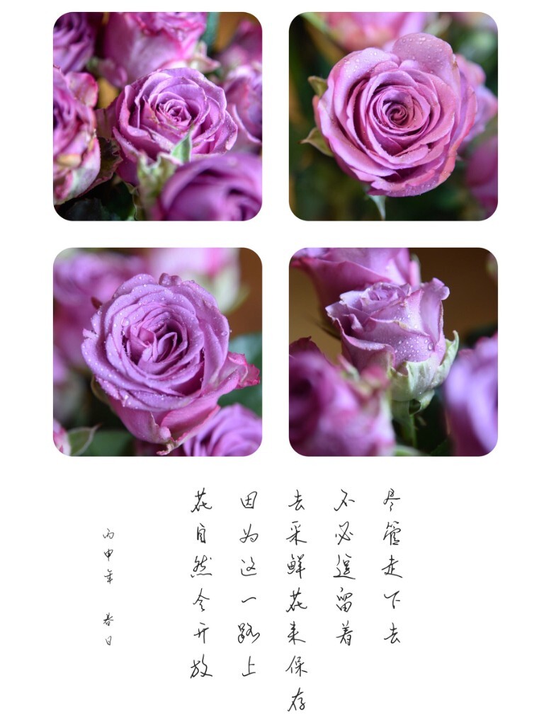 “尽管走下去吧,不必逗留着,去采鲜花保存,因为在这一路上,花自然会继续开放”《飞鸟集》泰戈尔