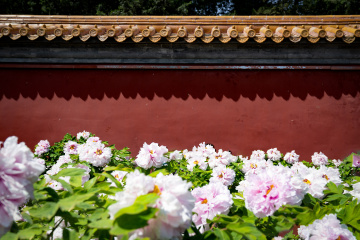 景山公园牡丹(10)2026-04-2 e