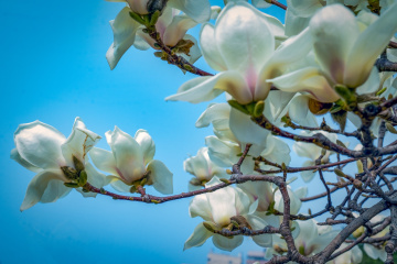 春季玉兰花（6）2026-03-24 b