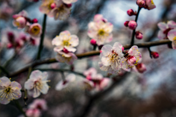 北京明城墙遗址公园（6）2026-03-17 e