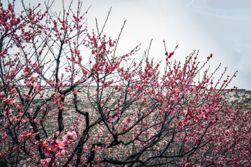 北京明城墙遗址公园（8）2026-03-17 c