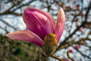 春季玉兰花（5）2026-03-24 b